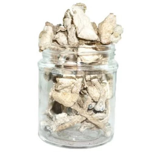 Albino Avery Mushroom