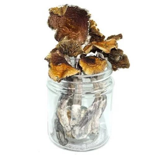 Aztec Magic Mushroom - Psilocybe Aztecorum