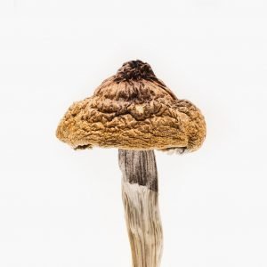B+ Magic Mushroom