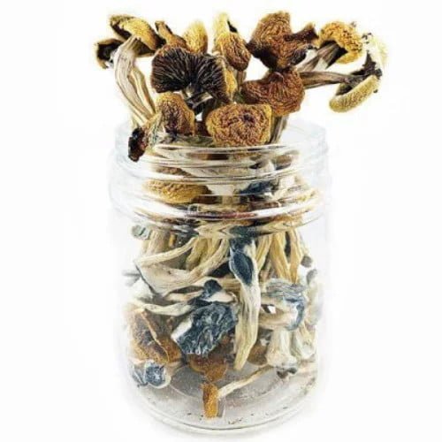 B+ Cubensis Magic Mushroom For Sale