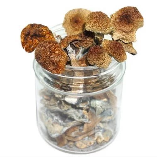 Blue Angel Mushroom - Psilocybe Azurescens