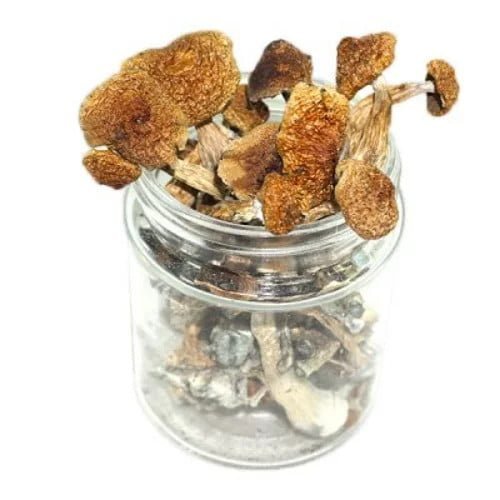 Blue Ringer Mushroom
