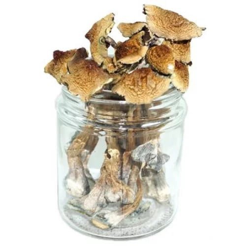 Burma Mushrooms - Psilocybe Cubensis