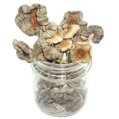 Costa Rican Magic Mushrooms