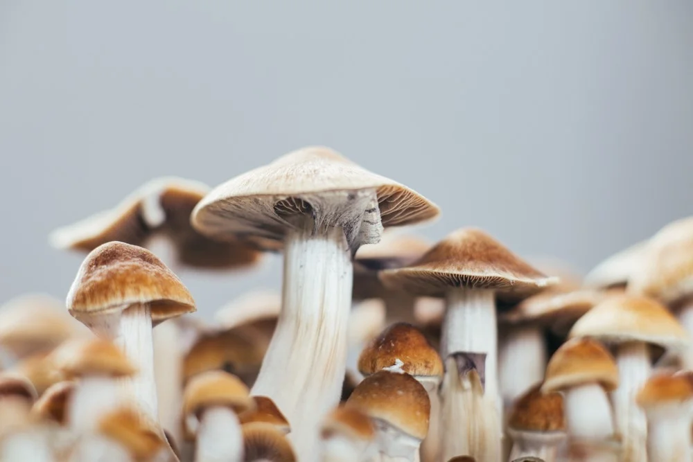 Psilocybin Stability: Degradation Chemistry Explained