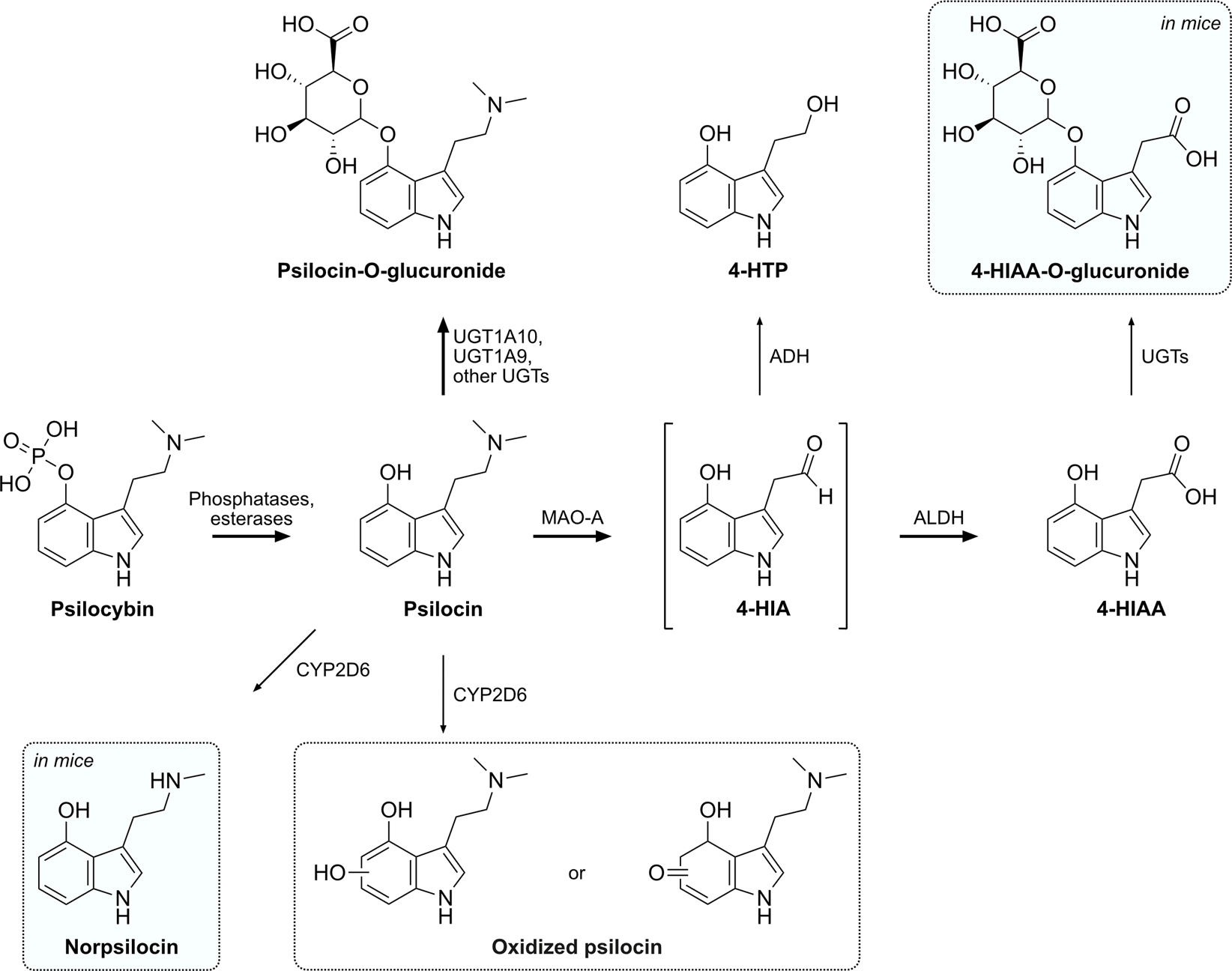 Psilocybin Metabolism: Enzymes, Pathways & Metabolites